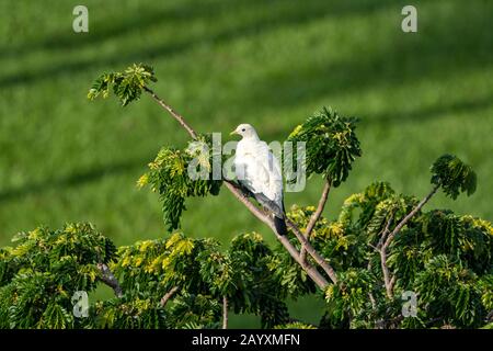 Torresian Imperial Pigeon, Ducula bicolor, Erwachsener thront in Tree, Cairns, Queensland, Australien 12. Januar 2020 Stockfoto