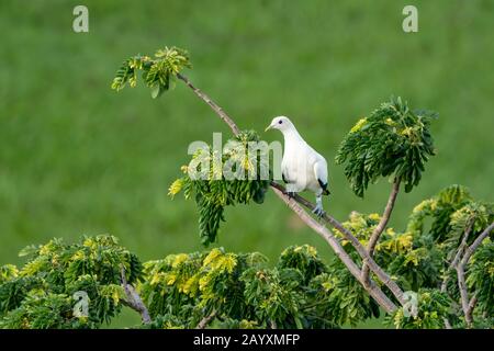 Torresian Imperial Pigeon, Ducula bicolor, Erwachsener thront in Tree, Cairns, Queensland, Australien 12. Januar 2020 Stockfoto