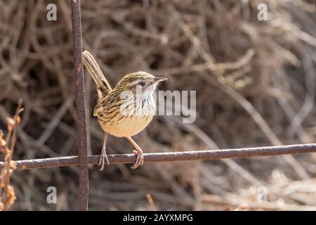 Gestreifte Feldwren, Calamanthus fuliginosus, Erwachsene am Zaun, Victoria, Australien 20. Dezember 2019 Stockfoto