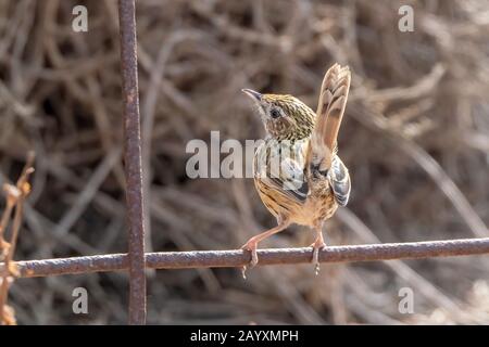 Gestreifte Feldwren, Calamanthus fuliginosus, Erwachsene am Zaun, Victoria, Australien 20. Dezember 2019 Stockfoto