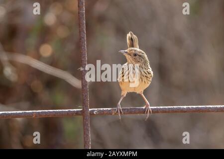 Gestreifte Feldwren, Calamanthus fuliginosus, Erwachsene am Zaun, Victoria, Australien 20. Dezember 2019 Stockfoto