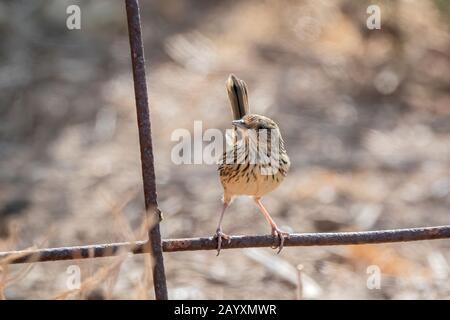 Gestreifte Feldwren, Calamanthus fuliginosus, Erwachsene am Zaun, Victoria, Australien 20. Dezember 2019 Stockfoto