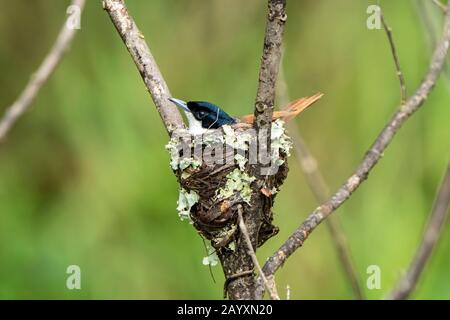 Strahlender Flycatcher, Myiagra alecto, ausgewachsenes Männchen im Nest, Daintree, Queensland, Australien 10. Januar 2020 Stockfoto