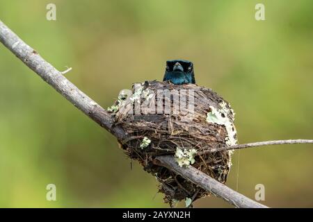 Strahlender Flycatcher, Myiagra alecto, ausgewachsenes Männchen im Nest, Daintree, Queensland, Australien 10. Januar 2020 Stockfoto