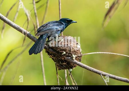 Strahlender Flycatcher, Myiagra alecto, ausgewachsenes Männchen im Nest, Daintree, Queensland, Australien 10. Januar 2020 Stockfoto