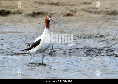 Rothalsige Avocet, Recurvirostra novahollandieae, im Flachwasser stehend, Victoria, Australien 11. Dezember 2019 Stockfoto