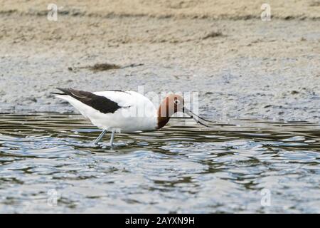 Rothalsige Avocet, Recurvirostra novahollandieae, im Flachwasser stehend, Victoria, Australien 11. Dezember 2019 Stockfoto