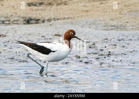 Rothalsige Avocet, Recurvirostra novahollandieae, im Flachwasser stehend, Victoria, Australien 11. Dezember 2019 Stockfoto