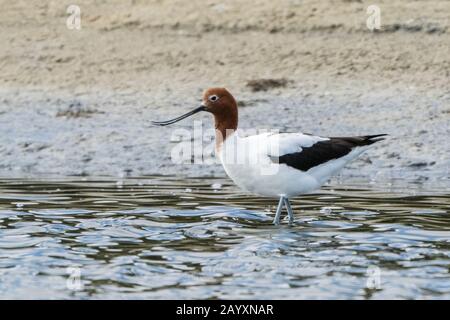 Rothalsige Avocet, Recurvirostra novahollandieae, im Flachwasser stehend, Victoria, Australien 11. Dezember 2019 Stockfoto