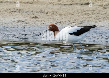 Rothalsige Avocet, Recurvirostra novahollandieae, im Flachwasser stehend, Victoria, Australien 11. Dezember 2019 Stockfoto