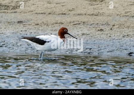 Rothalsige Avocet, Recurvirostra novahollandieae, im Flachwasser stehend, Victoria, Australien 11. Dezember 2019 Stockfoto