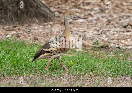 Geflumpte Pfeifente, auf kurzer Vegetation stehend, Cairns, Australien 7. Januar 2020 Stockfoto