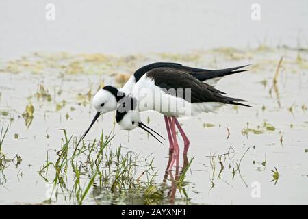 Pied stelt, oder weiß-halsig stelt, Himantopus leucocephalus, zwei Vögel im Gerichtssaal, im Flachwasser, Queensland, Australien 22. Dezember 2019 Stockfoto