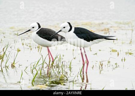 Pied stelt, oder weiß-halsig stelt, Himantopus leucocephalus, zwei Vögel im Gerichtssaal, im Flachwasser, Queensland, Australien 22. Dezember 2019 Stockfoto