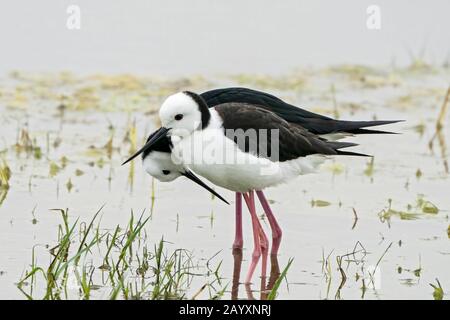 Pied stelt, oder weiß-halsig stelt, Himantopus leucocephalus, zwei Vögel im Gerichtssaal, im Flachwasser, Queensland, Australien 22. Dezember 2019 Stockfoto