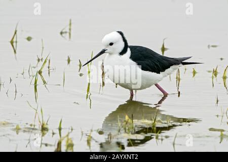 Pied stelt, oder weiß-halsig stelt, Himantopus leucocephalus, im Flachwasser, Queensland, Australien, 22. Dezember 2019 Stockfoto