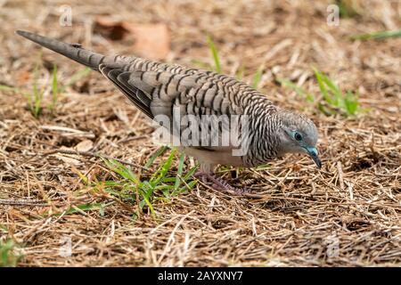 Friedliche Taube, Geopelia placida, Erwachsene ernähren sich von Kurzgras, Queensland, Australien 7. Januar 2020 Stockfoto