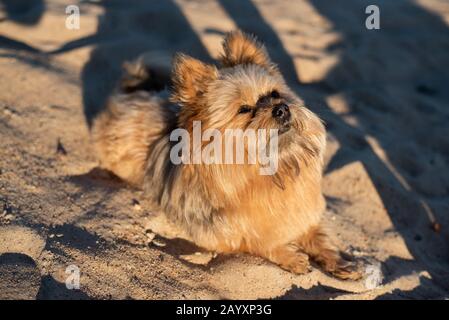 Mischung aus yorkshire Terrier. Erwachsener Hund. Im Sand sitzen Stockfoto