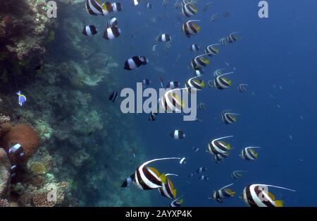 Schule von Pennant Coralfish (Heniochus acuminatus) im blauen Wasser der Malediven. Stockfoto