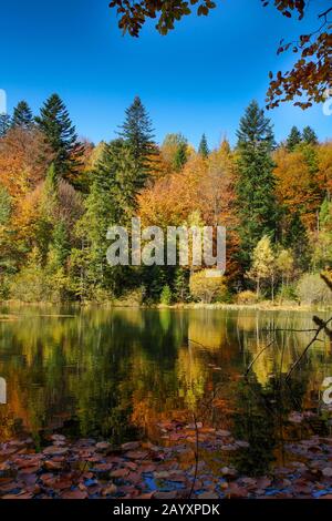 Ein heller See unter dem Herbstwald Stockfoto