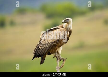 Griffon Geier, Zigeuner fulvus, sitzend und mit Blick hinter die Schulter Stockfoto