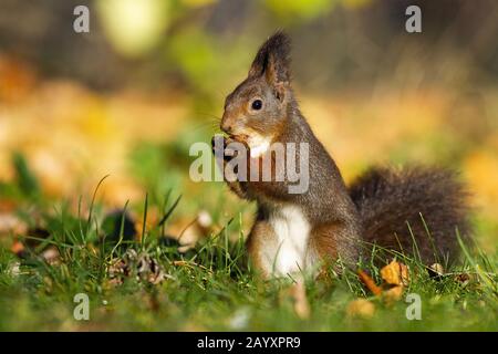 Kleines Rothörnchen, das mitten im Park eine Walnuss hält Stockfoto