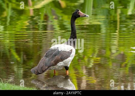 Magpie Gans, Anseranas semipalmata, Erwachsene im Flachwasser stehend, Cairns, Queensland, Australien 11. Januar 2020 Stockfoto