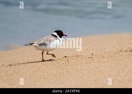 Dotterel mit Kapuze, Thinornis cucullatus, Erwachsener, der am Strand in der Nähe des Meeres steht, Port Campbell, Australien 17. Dezember 2019 Stockfoto