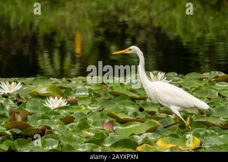 Intermediate Egret, Ardea Intermedia, Angeln auf schwimmender Vegetation, Atherton Tablelands, Queensland, Australien 10. Januar 2020 Stockfoto