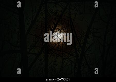 Mondschein im Wald Stockfoto