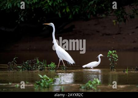 Great Egret (Ardeola alba) und Little Egret (Egretta garzetta), die am 10. Januar 2020 nebeneinander in Water, Victoria, Australien stehen Stockfoto