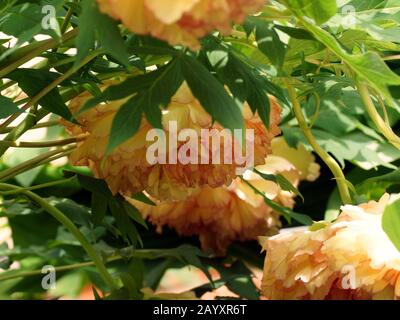 Gelbbaum-Pony Paeonia suffruticosa. Pfiffig verbeugte schwere Blumenköpfe. Stockfoto