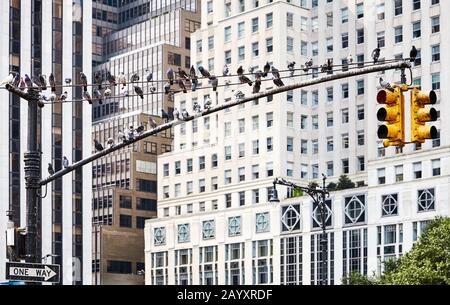 Ampelpost mit Tauben in New York City, USA. Stockfoto