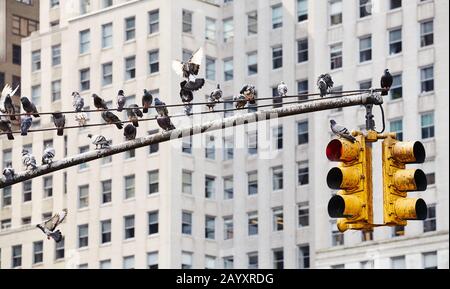 Ampelpost mit Tauben in New York City, USA. Stockfoto