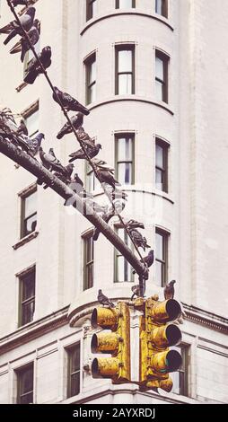 Ampelpost mit Tauben in New York City, farbiges Bild, USA. Stockfoto