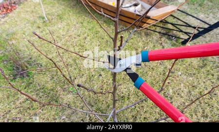 Foto des Frühlings geplante Beschneidung von Obstbaum mit Gartenscheren. Pflege eines jungen Obstgartens im Frühjahr. Gartenarbeit nach dem Prinzip der organischen na Stockfoto