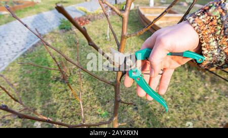 Ein Foto der Hand des Gärtners, das an einem sonnigen Frühlingstag einen Seitenzweig eines Birnobstbaums beschnitt. Junger Obstgarten mit Sekateuren. Saisonaler Garten Stockfoto