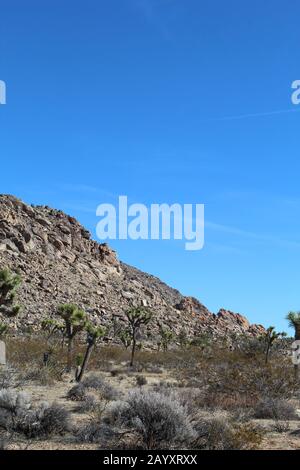 Joshua Tree Woodland ist eine Art einheimische Pflanzengemeinschaft mit Yucca Brevifolia und Bestandteilen, deren Sortiment im Allgemeinen der Mojave-Wüste folgt. Stockfoto