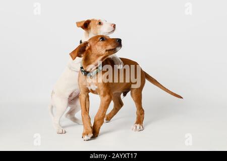 Zwei Hundewelpen spielen auf weißem Hintergrund Stockfoto