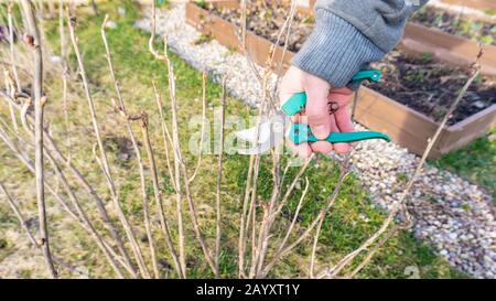 Foto eines Beerenbusches, der auf einem persönlichen Grundstück sticht. Die Hand des Gärtners mit Hilfe eines Sekateurus schneidet den Busch der schwarzen Kerbe. Saisonaler Garten wo Stockfoto