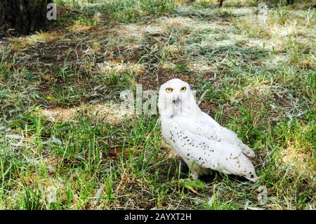 Gelbäugige Schneeeule auf dem Gras. Bubo scandiacus. Stockfoto