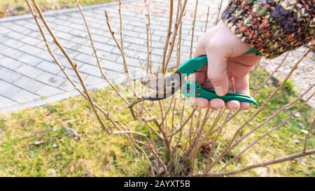 Die Hand eines Gärtners hält einen Pflaumen und sticht an einem sonnigen Frühlingstag einen Dornbusch. Saisonale Gartenarbeit. Frühlingsstrüpp von Sträuchern und Bäumen Stockfoto