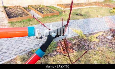 Frühlingsstrümpfung des Aprikosenbaums mit Gartenscheren oder Pflaume. Pflege eines jungen Obstgartens im Frühjahr. Die Hand eines Gärtners schneidet die Seitenzweige o Stockfoto