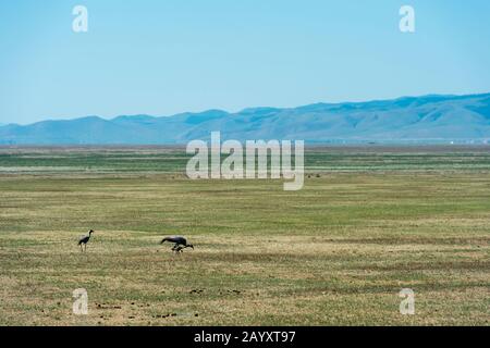 Demoiselle Krane (Anthropoides virgo) mit Küken in der Nähe von Kharakhorum, der Mongolei. Stockfoto