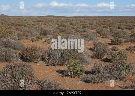 Blick über Karoo Habitat Karoo, Northern Cape, Südafrika November Stockfoto