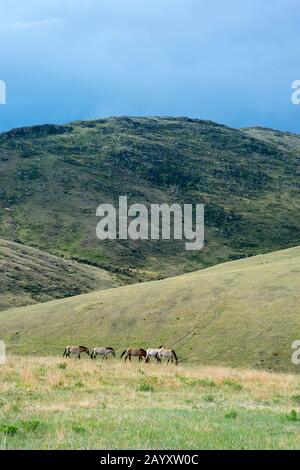Landschaft mit Przewalski-Pferden (Equus przewalskii) oder Takhi, dem einzigen noch lebenden wilden Vorfahren der heimischen Pferde, im Hustai-Nationalpark, Mo Stockfoto