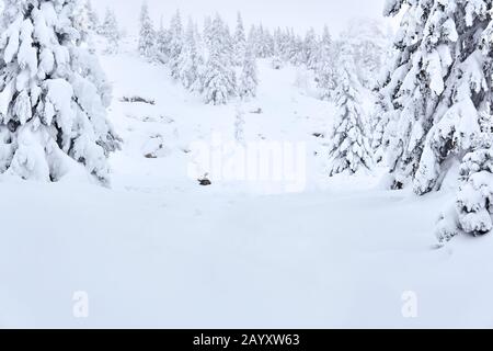 Weiße Landschaft - schneebedeckter Wald in einer Winterbergschlucht Stockfoto