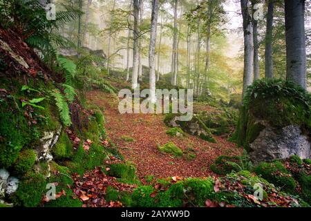 Okt. 2018. Foto im Enchanted Forest des Urbasa and Andia Natural Park (Navarra). Stockfoto