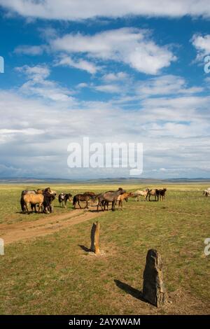 Pferde im Tal des Tuul River am Ongot Grave (neolithisches Grab), Hustai National Park, Mongolia. Stockfoto