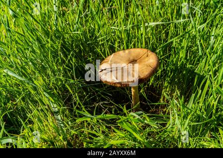 wilde Pilze im Rasen Stockfoto